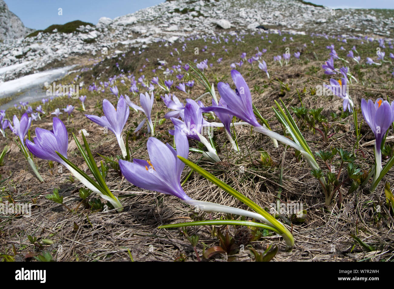Frühling Krokusse (Crocus vernus) in Blüte, Monte Terminillo auf 2000 m, Italien, Juni Stockfoto