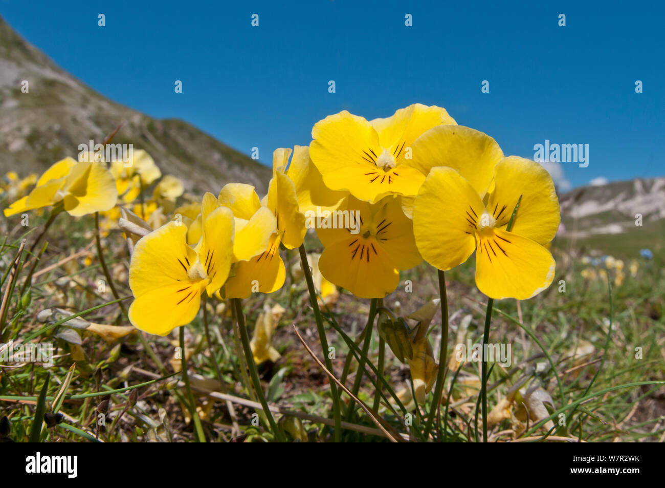 Eugenia's Veilchen (Viola eugeniaea) gelbe Form in Blume, Campo Imperatore, Gran Sasso, Apenninen, Abruzzen, Italien, Mai Stockfoto
