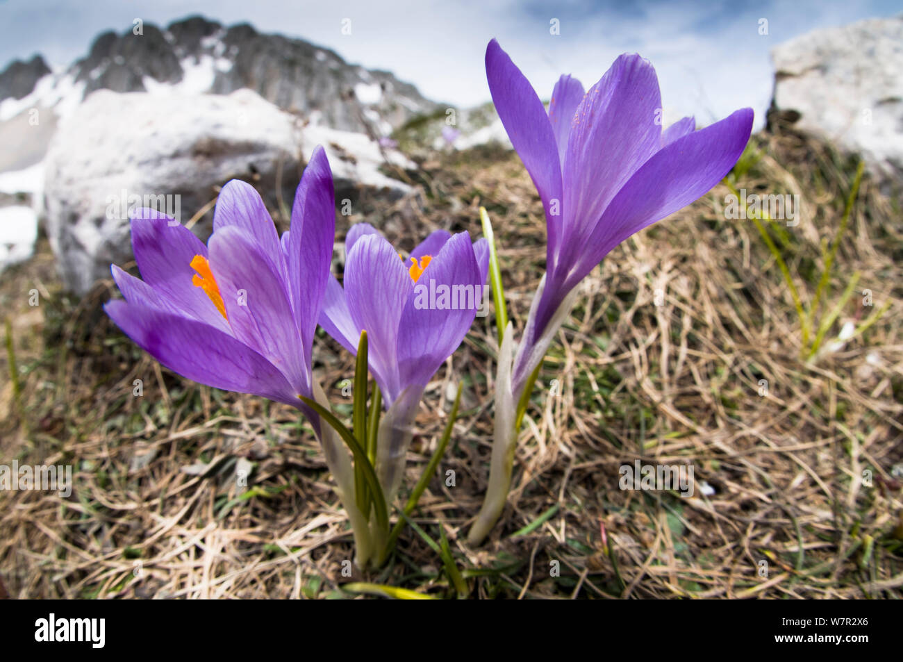 Frühling Krokusse (Crocus vernus) in Blüte, Monte Terminillo auf 2000 m, Italien, Mai, Mai Stockfoto