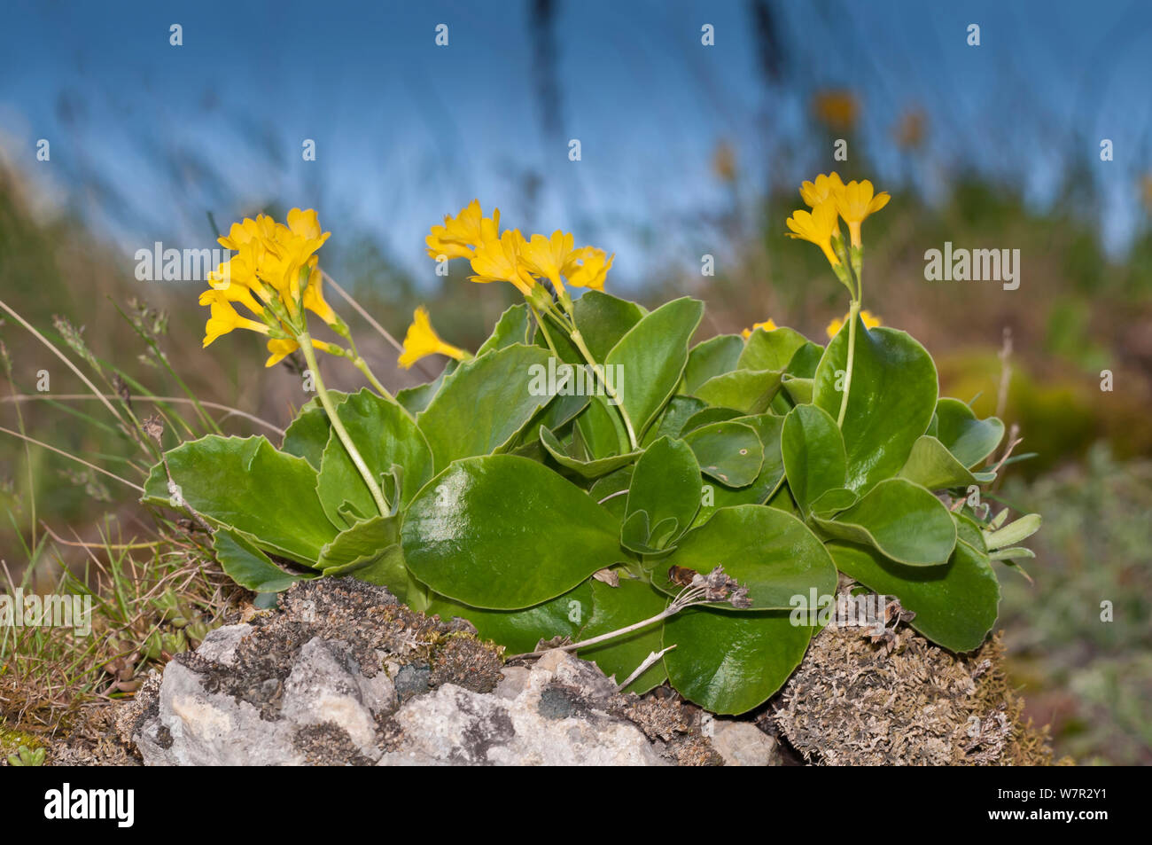 Bear's Ohr Primel (Primula Aurikel) in Blüte, Campo Imperatore, Gran Sasso, Apenninen, Abruzzen, Italien, Mai Stockfoto