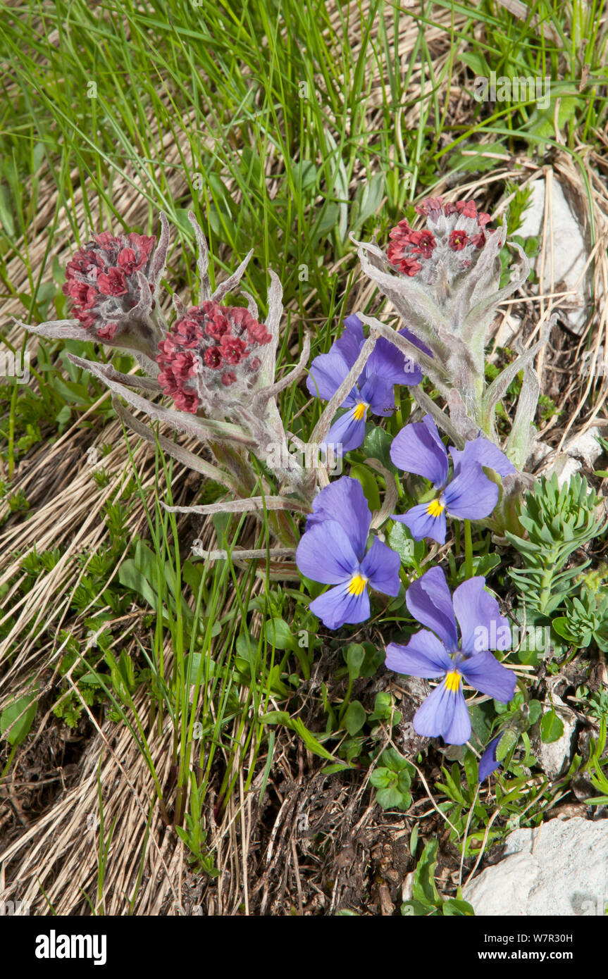 Eugenia's Veilchen (Viola eugeniaea) blaue Form, in der Blume, Campo Imperatore, Gran Sasso, Apenninen, Abruzzen, Italien, Juni Stockfoto
