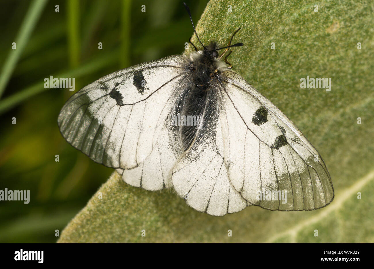 Getrübt Apollo (Apollo mnemosyne) Piano Grande. Sibillini Umbrien, Italien, Juni Stockfoto