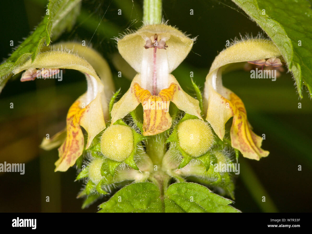 Gelbe Erzengel (Lamium galeobdelon) Blume Nahaufnahme, Val di Vallesinella erwähnen, Brenta Dolomiten, Italien, Juli Stockfoto