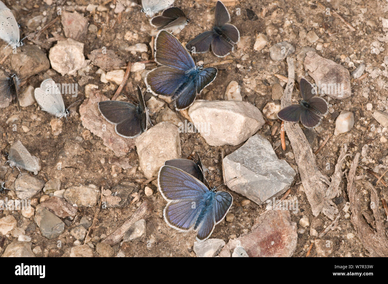 Kleine blaue Schmetterlinge (Cupido minimus) ruhen auf dem Boden sind, Vallesiana, Madonna di Campiglio, Italien, Juli Stockfoto