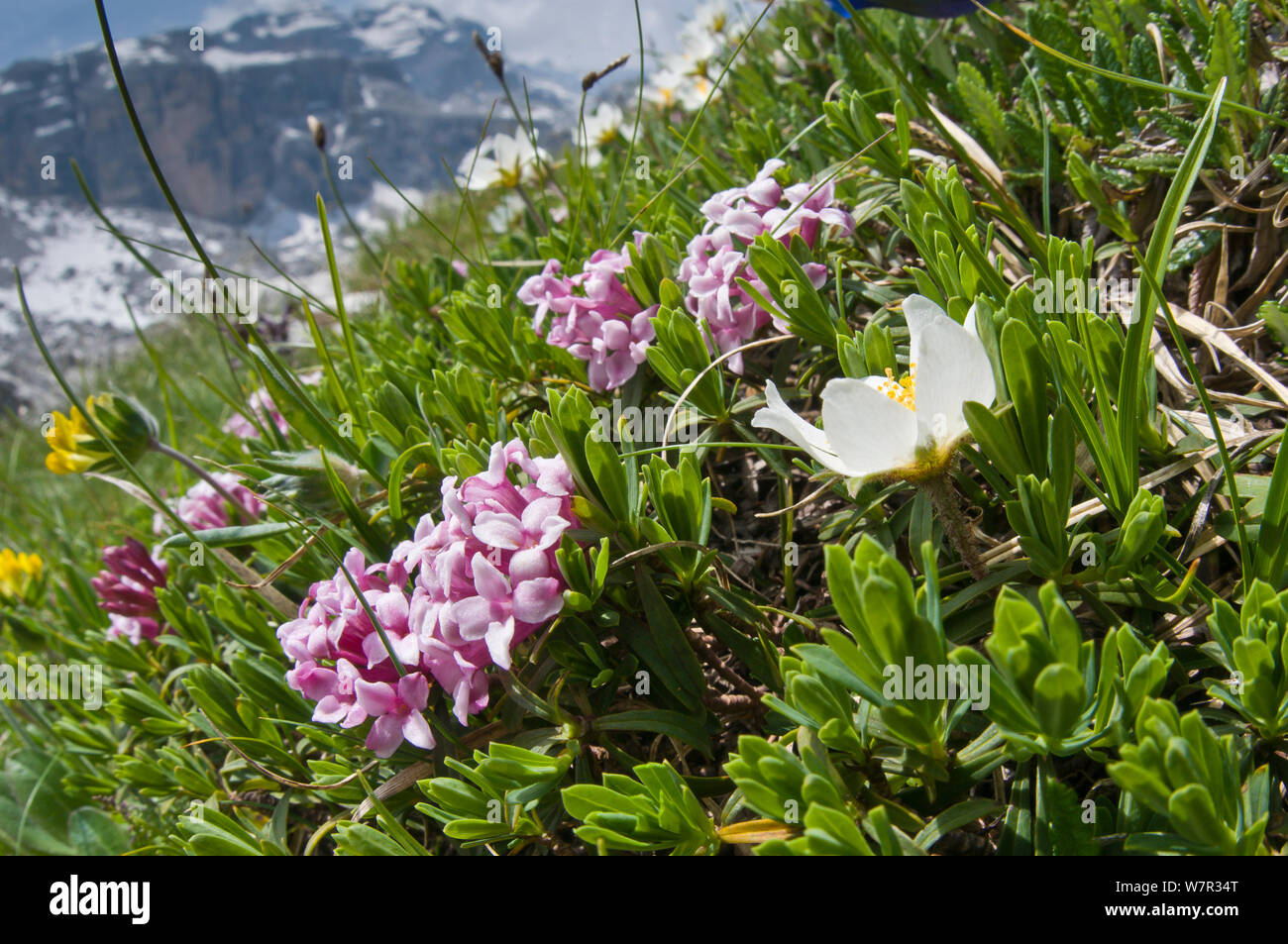 Girlande Blume (Daphne cneorum) in Blüte mit Berg Avens (Dryas octopetala), Monte Spinale, alpine Zone, Madonna di Campiglio, Dolomiten, Italien, Juli Stockfoto