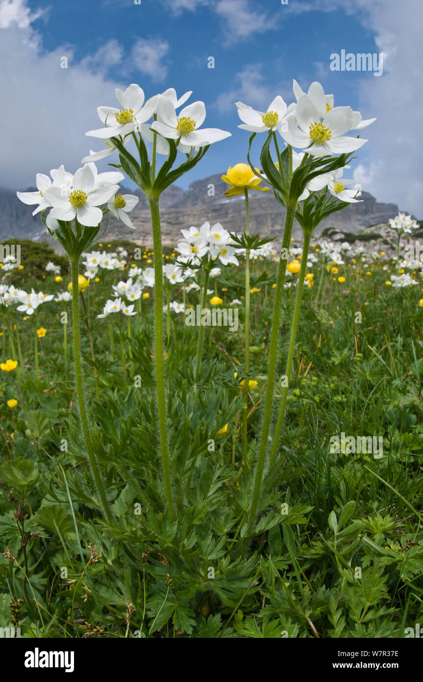 Narzisse Blüten Anemone (Anemone narcissiflora) in Blume, Monte Spinale, alpine Zone, Madonna di Campiglio, Dolomiten, Italien, Juli Stockfoto