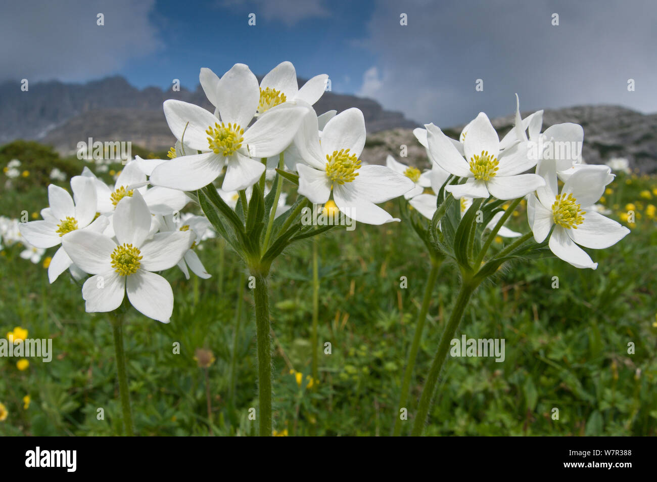 Narzisse Blüten Anemone (Anemone narcissiflora) in Blume, Monte Spinale, alpine Zone, Madonna di Campiglio, Dolomiten, Italien, Juli Stockfoto