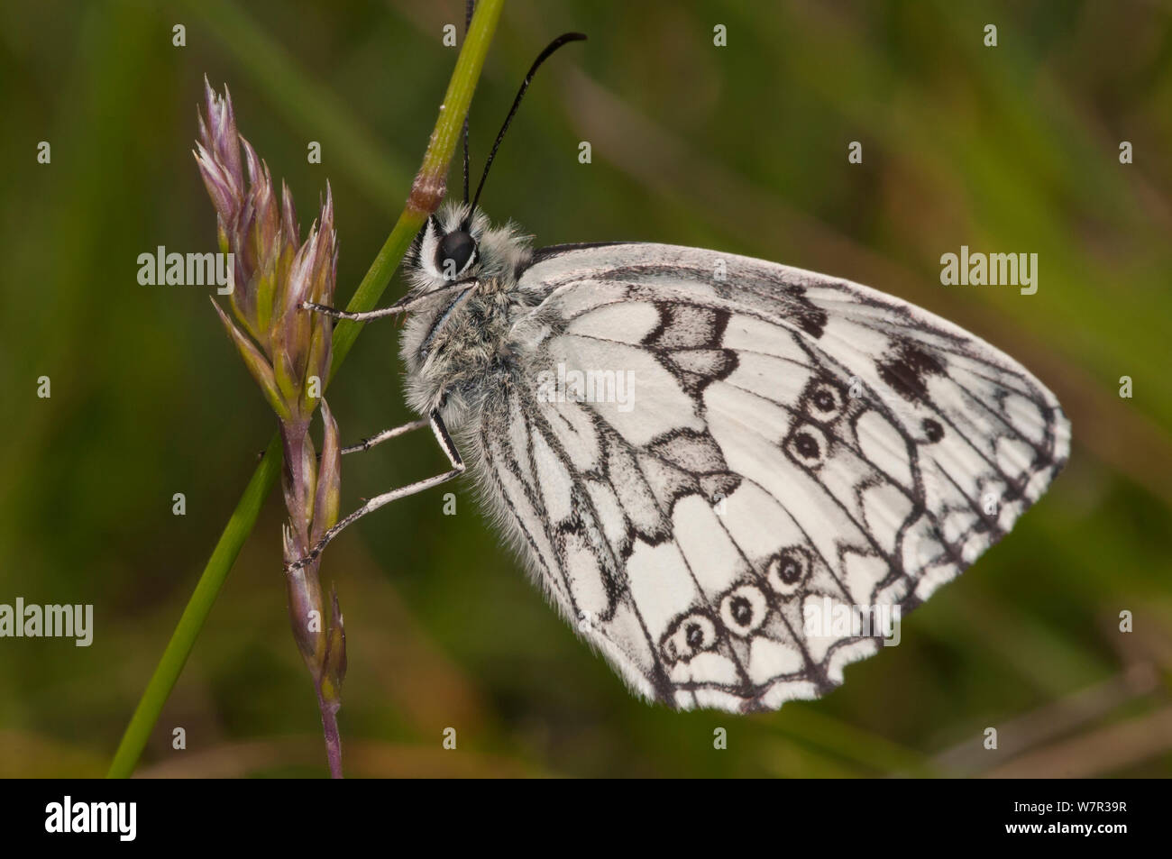 Schachbrettfalter (Melanargia galathea) Canyon, Campo Imperatore, Gran Sasso, Abruzzen, Italien, Juli Stockfoto