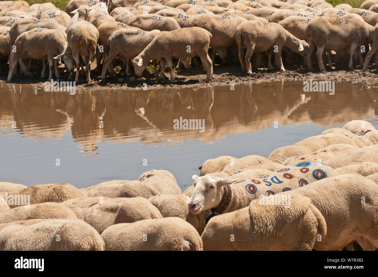 Herde von Schafen in der Nähe von Wasser, mit Markierungen, Campo Imperatore, Gran Sasso, Apenninen, Abruzzen, Italien Stockfoto
