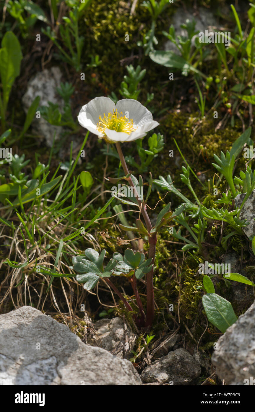 Alpine Hahnenfuß (Ranunculus alpina) Adamello reichen, Dolomiten, Itatly Stockfoto