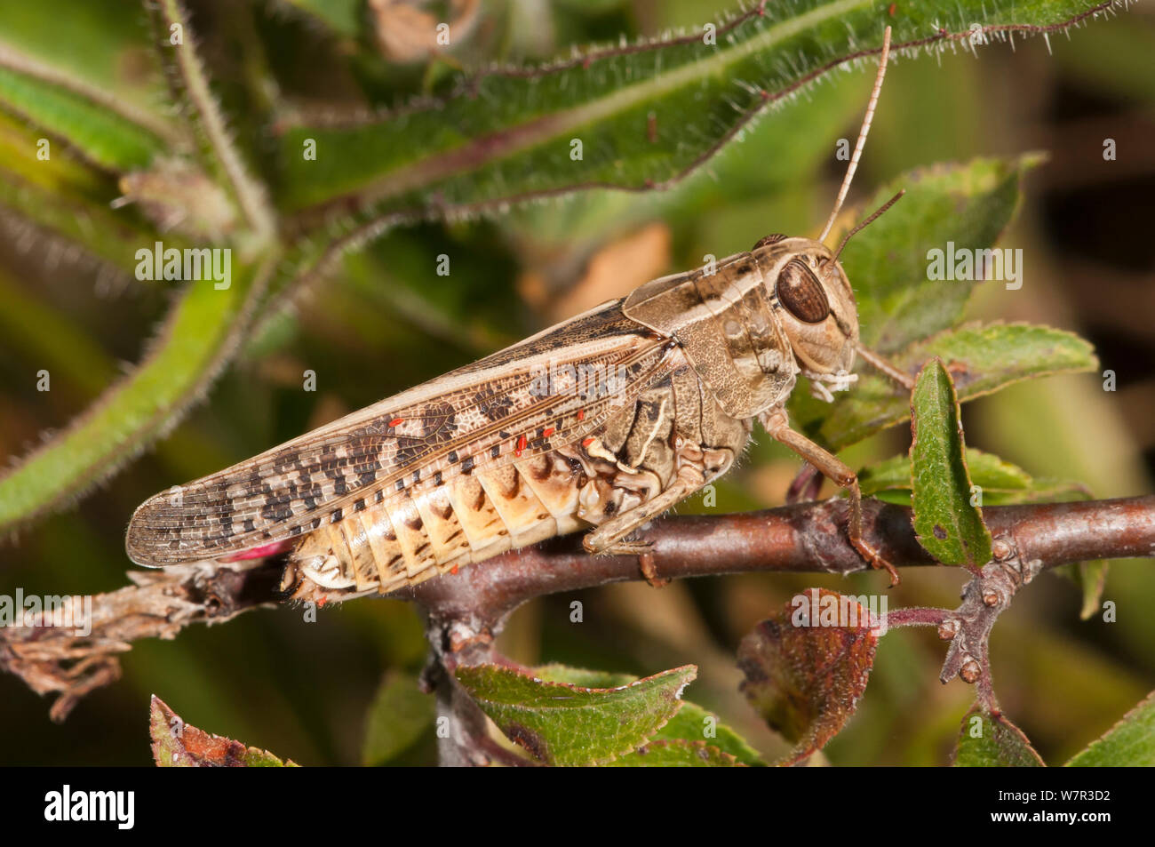 Ägyptische Heuschrecke, (Anacridium aegyptium) Erwachsenen im Garten im Podere Montecucco, in der Nähe von Orvieto, Umbrien, Italien, Juli Stockfoto