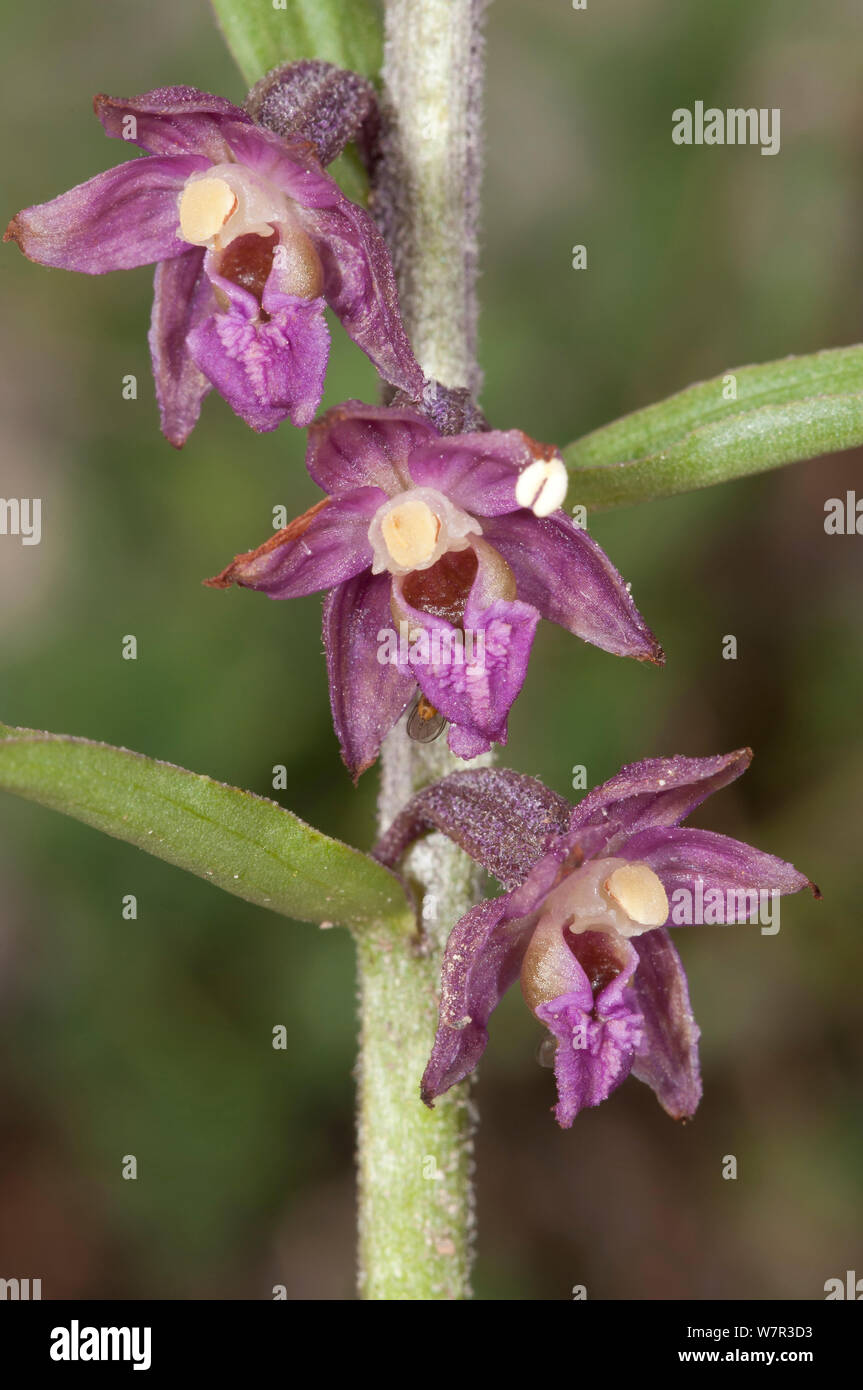 Dunkle Rote Waldvöglein (Epipactis atrorubens) in Blüte, Monte Terminillo, Latina, Latium, Italien, Juli Stockfoto