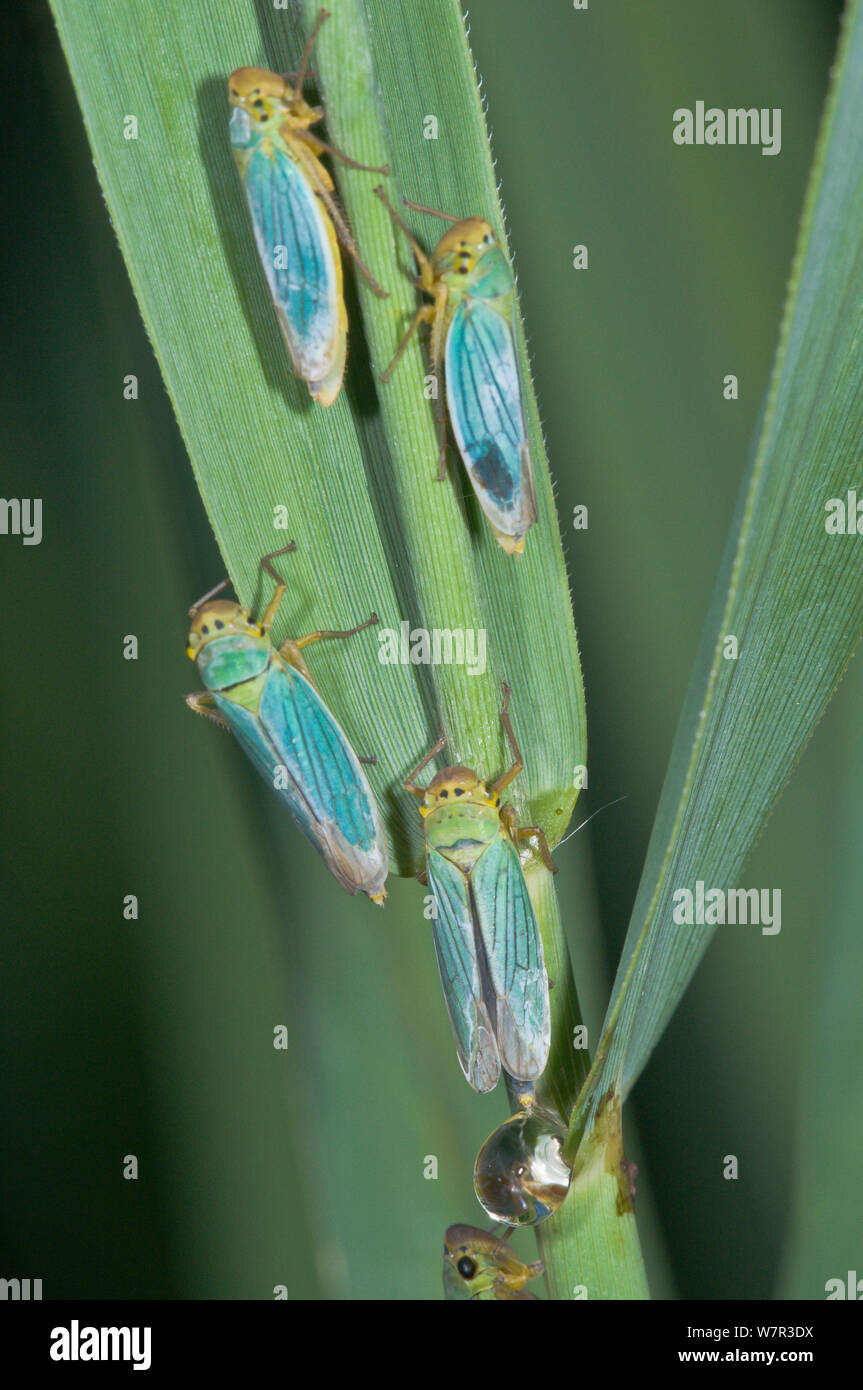 Leafhopper (Cicadella viridis) Orvieto, Umbrien, Italien, Juli, Juli Stockfoto