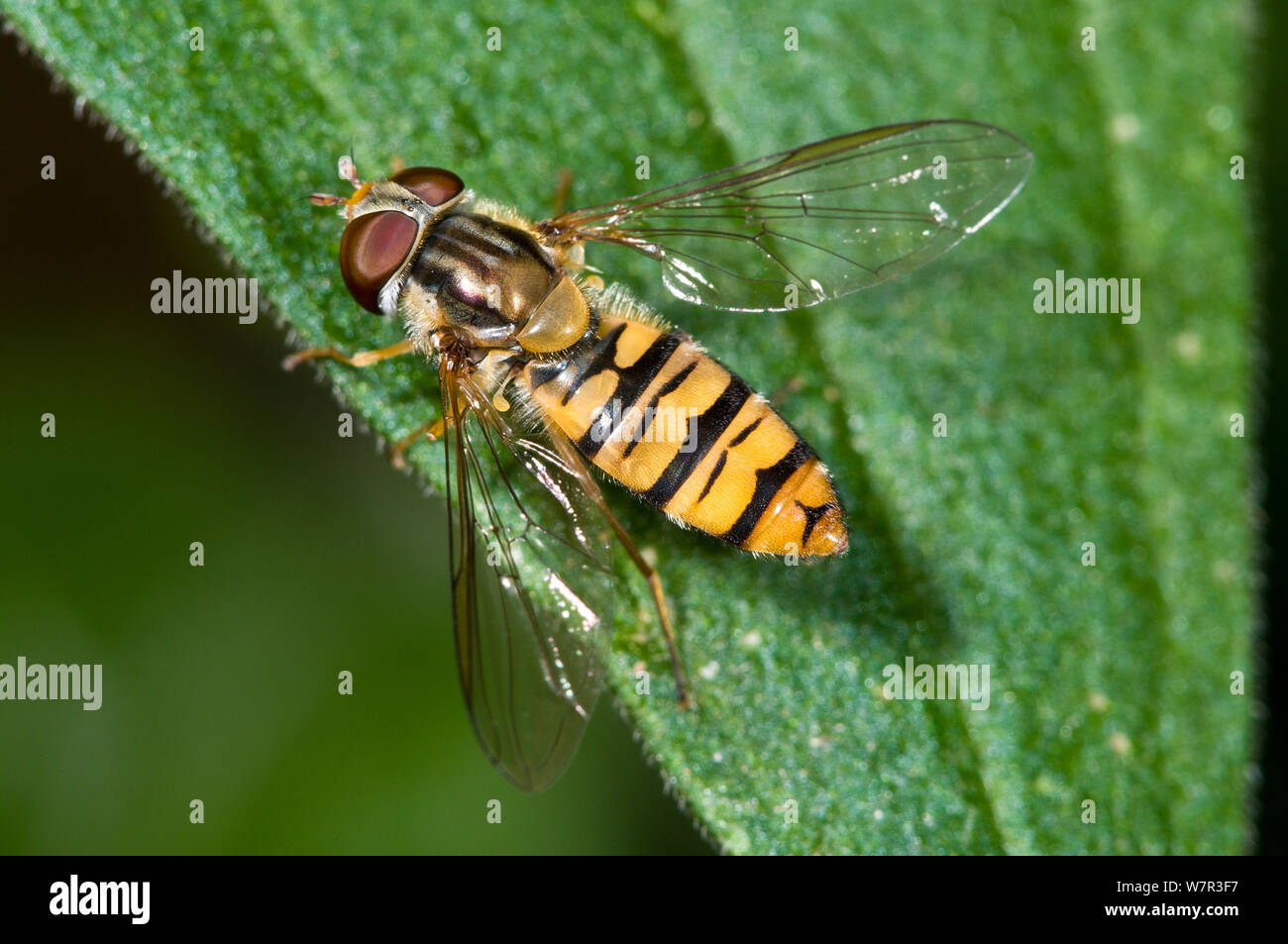 Hoverfly (Episyrphus balteatus) auf Blatt. Podere Montecucco, in der Nähe von Orvieto, Umbrien, Italien, Juli Stockfoto