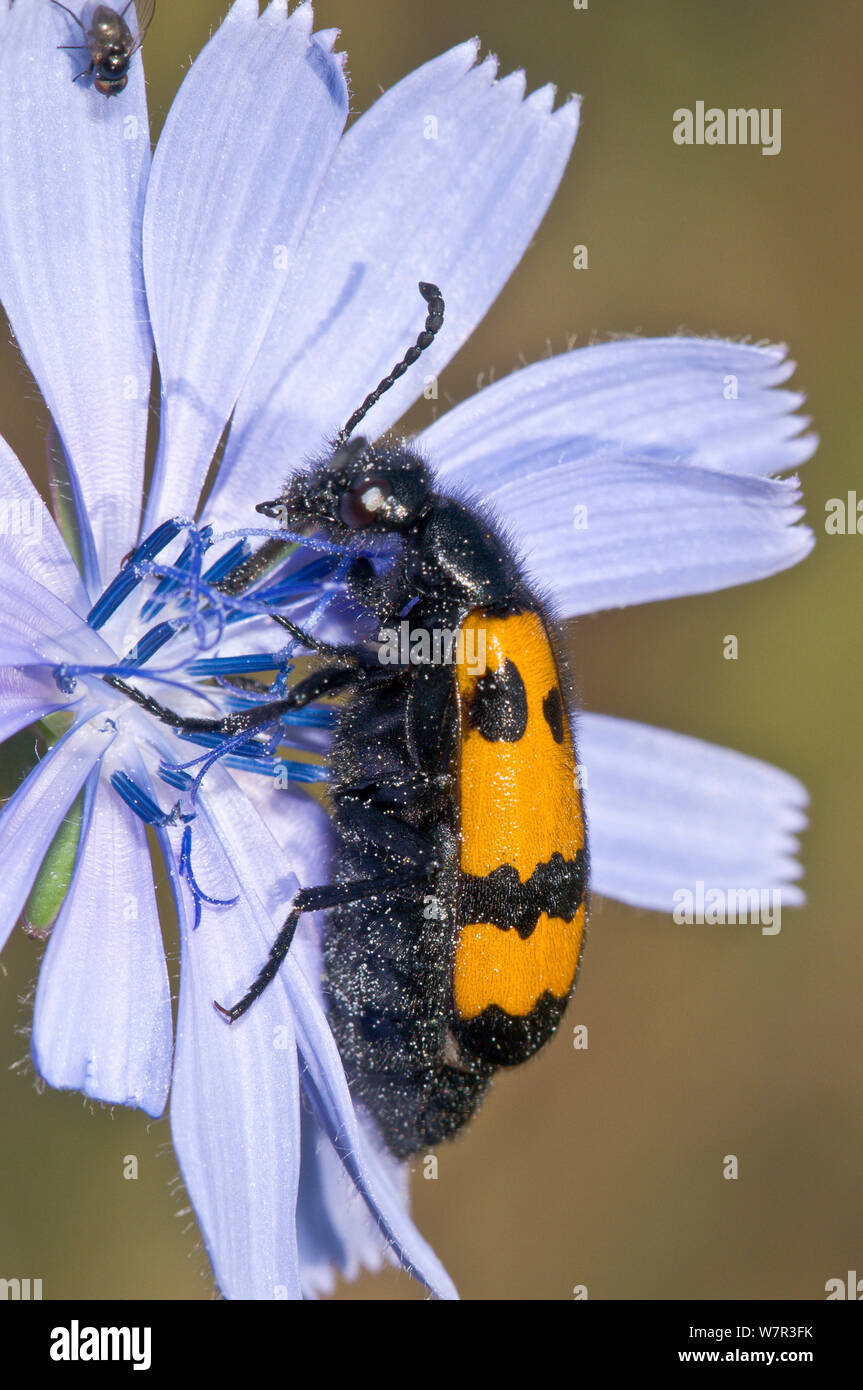 Mylabris variabilis Fotos und Bildmaterial in hoher Auflösung Alamy