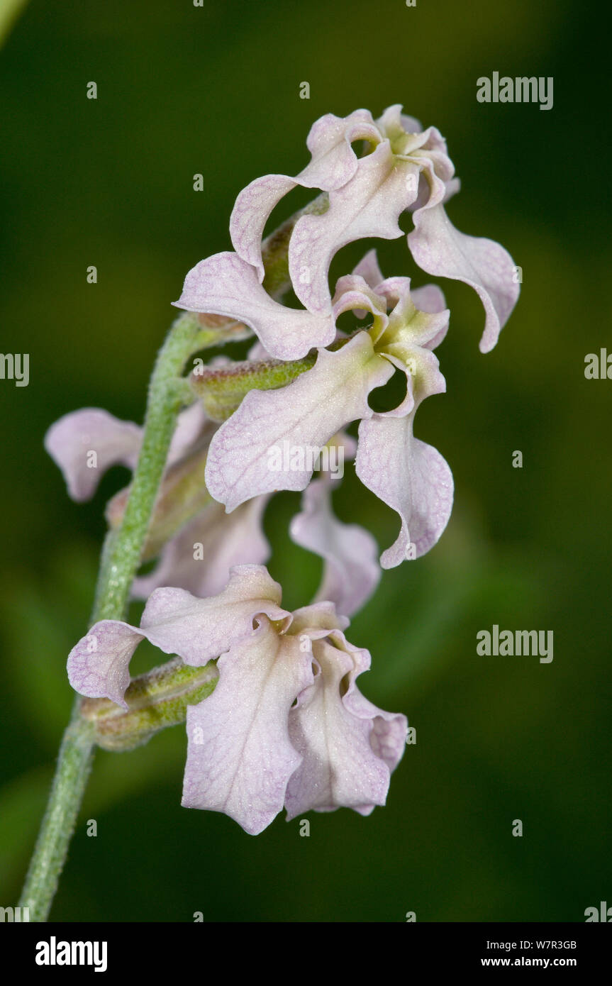 Traurige Bilanz (Matthiola valesiaca fruticulosa ssp) Blüte, Monte Terminillo, Latium, Italien, August Stockfoto