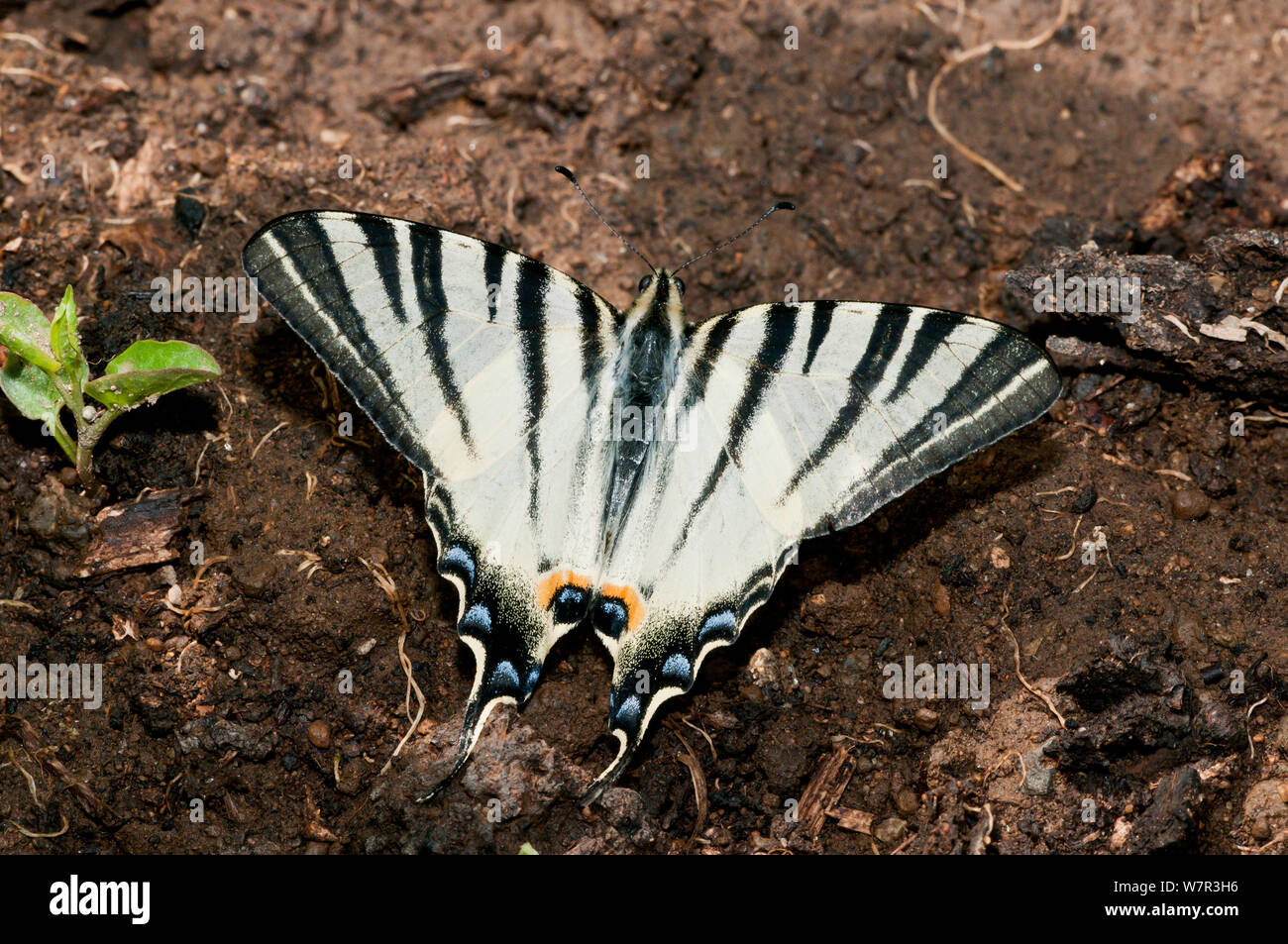 Segelfalter (Iphiclides Art) in der Nähe von Torrealfina, Orvieto, Italien Stockfoto