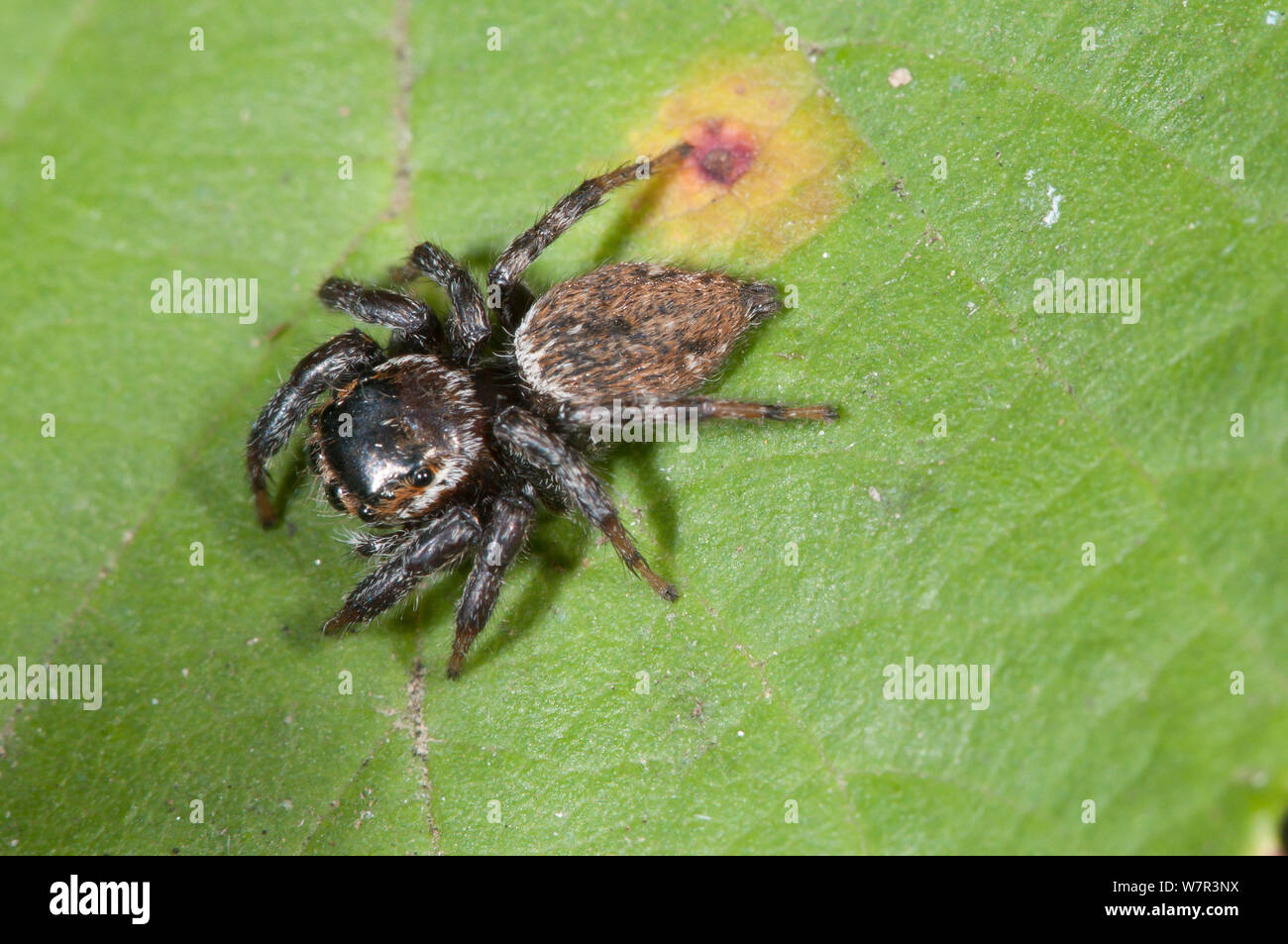 Jumping Spider (Carrhotus xanthogramma) auf Blatt, hl. Agostino, Tarquinia, Latium, Italien, September Stockfoto
