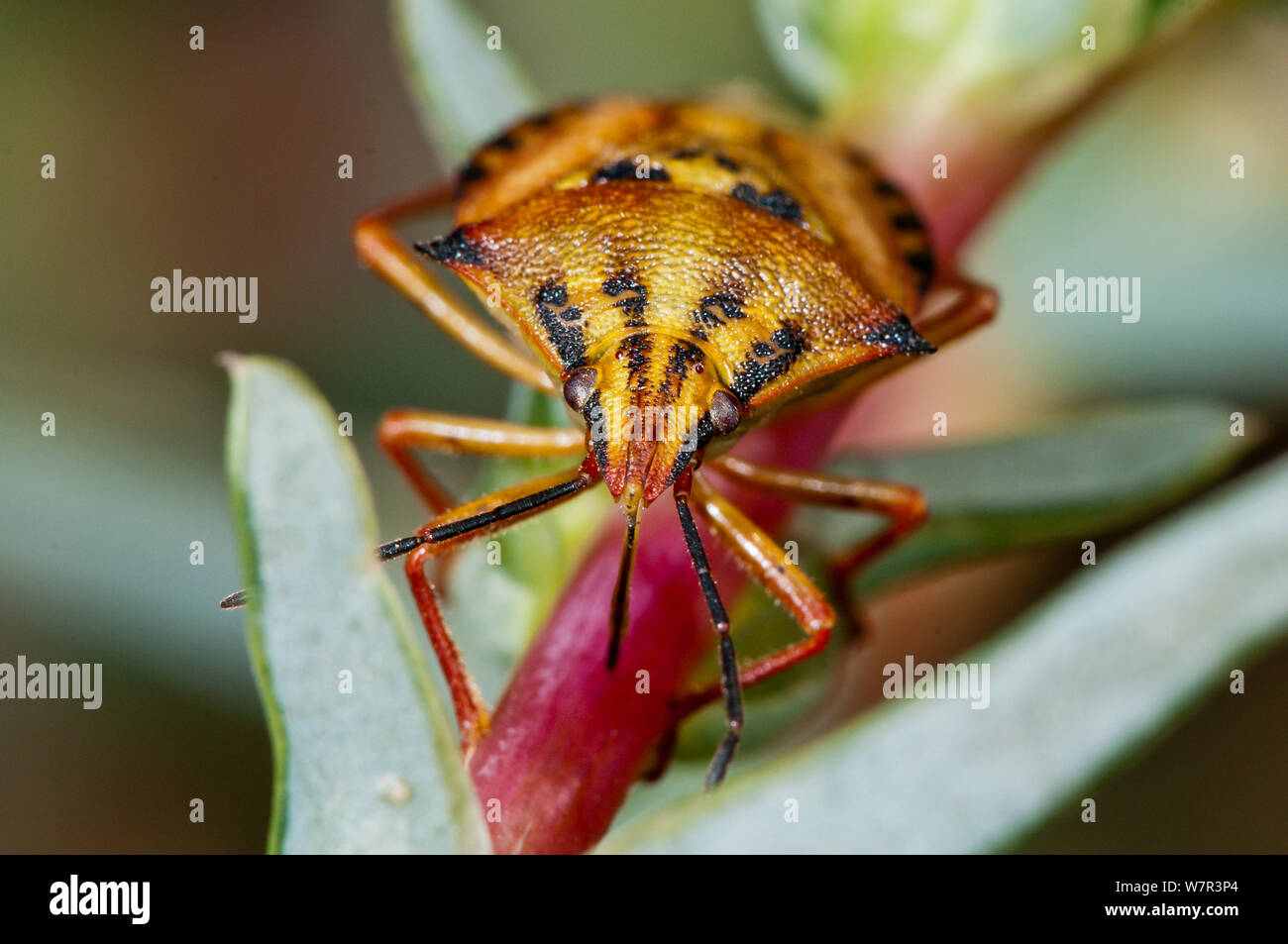 Orange Shield Bug (Carpocoris mediterraneus) auf pflanzlichen Stammzellen, hl. Agostino, Tarquinia, Latium, Italien, September Stockfoto