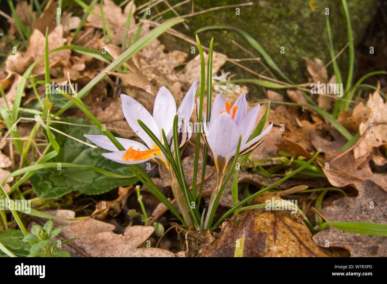 Scotch Krokus (Crocus biflorus) in Blume, Umrbia, Italien, September Stockfoto
