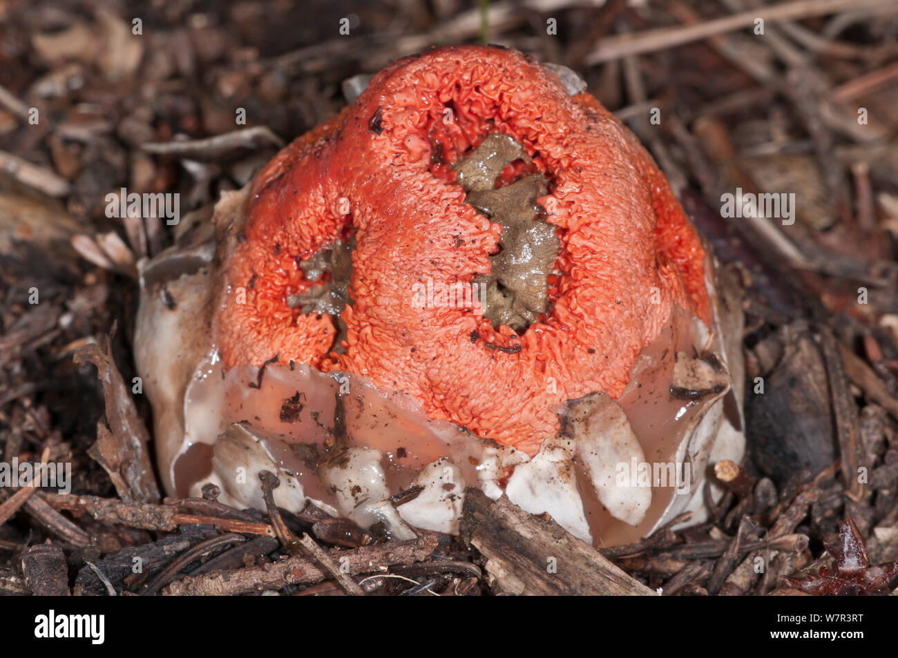 Warenkorb Exemplar des Gemeinen Stinkmorchels (Clathrus ruber) ein Pilz ähneln und riechen nach faulen Fleisch, in der Nähe von Castel Giorgio, Orvieto, Umbrien, Italien, Oktober Stockfoto