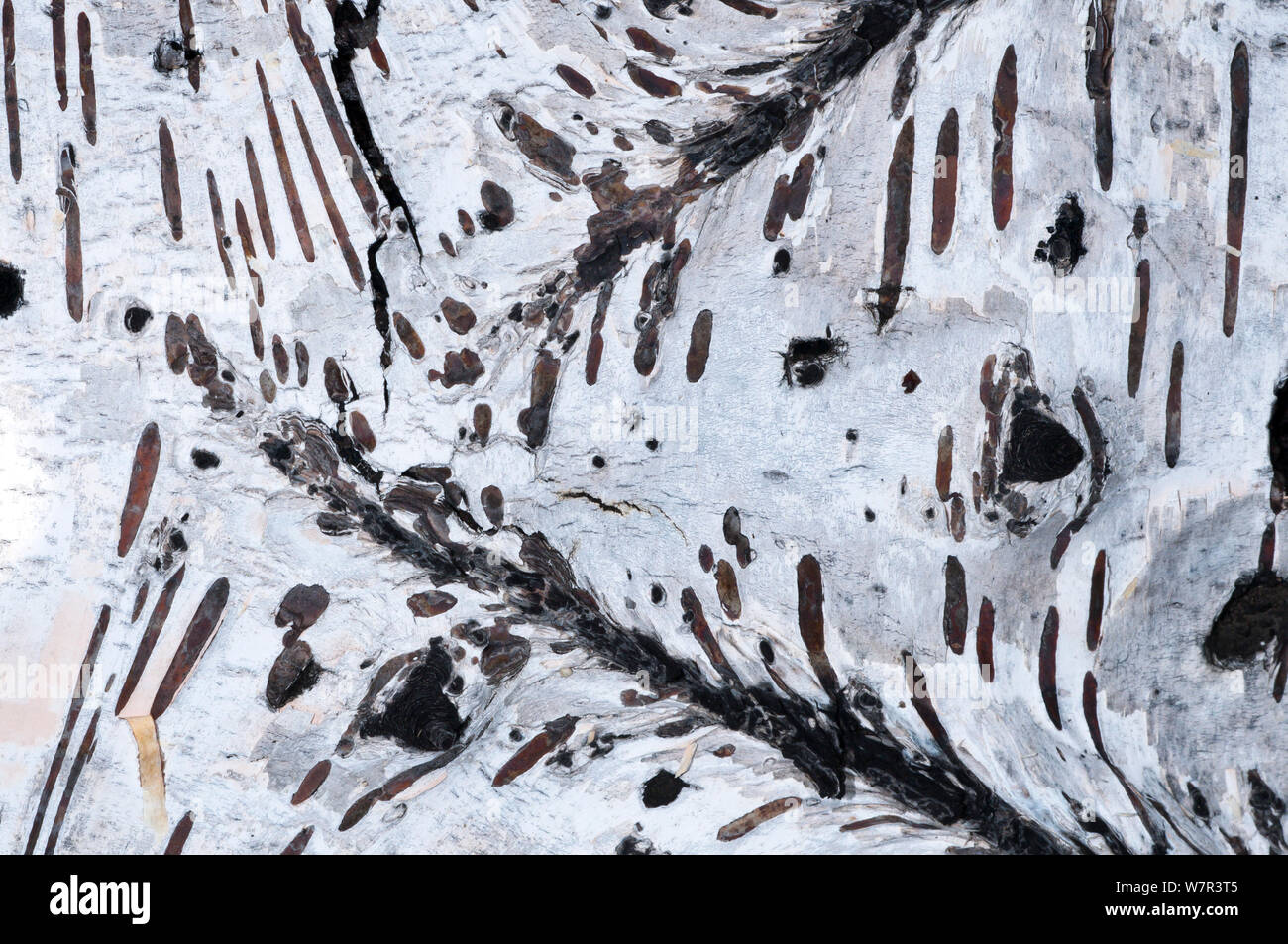 Silver Birch Bark (Betula pendula) Close-up von Mustern in Rinde, Manziano - Caldera, Latium, Italien Stockfoto
