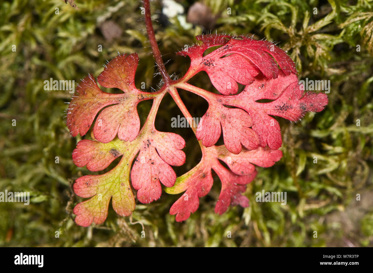 Kraut Robert (Geranium robertianum) frühe Blätter getönte Rosa, Torrealfina, Orvieto, Latium, Italien, März Stockfoto