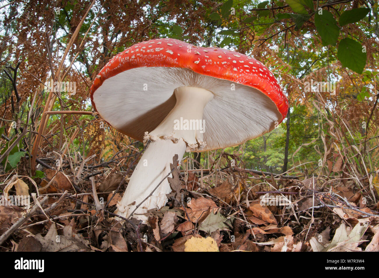 Fly Agaric (Amanita muscaria) einen giftigen und psychoaktiven Pilzen, Manziano Caldera, Viterbo, Latium, Italien, Oktober Stockfoto