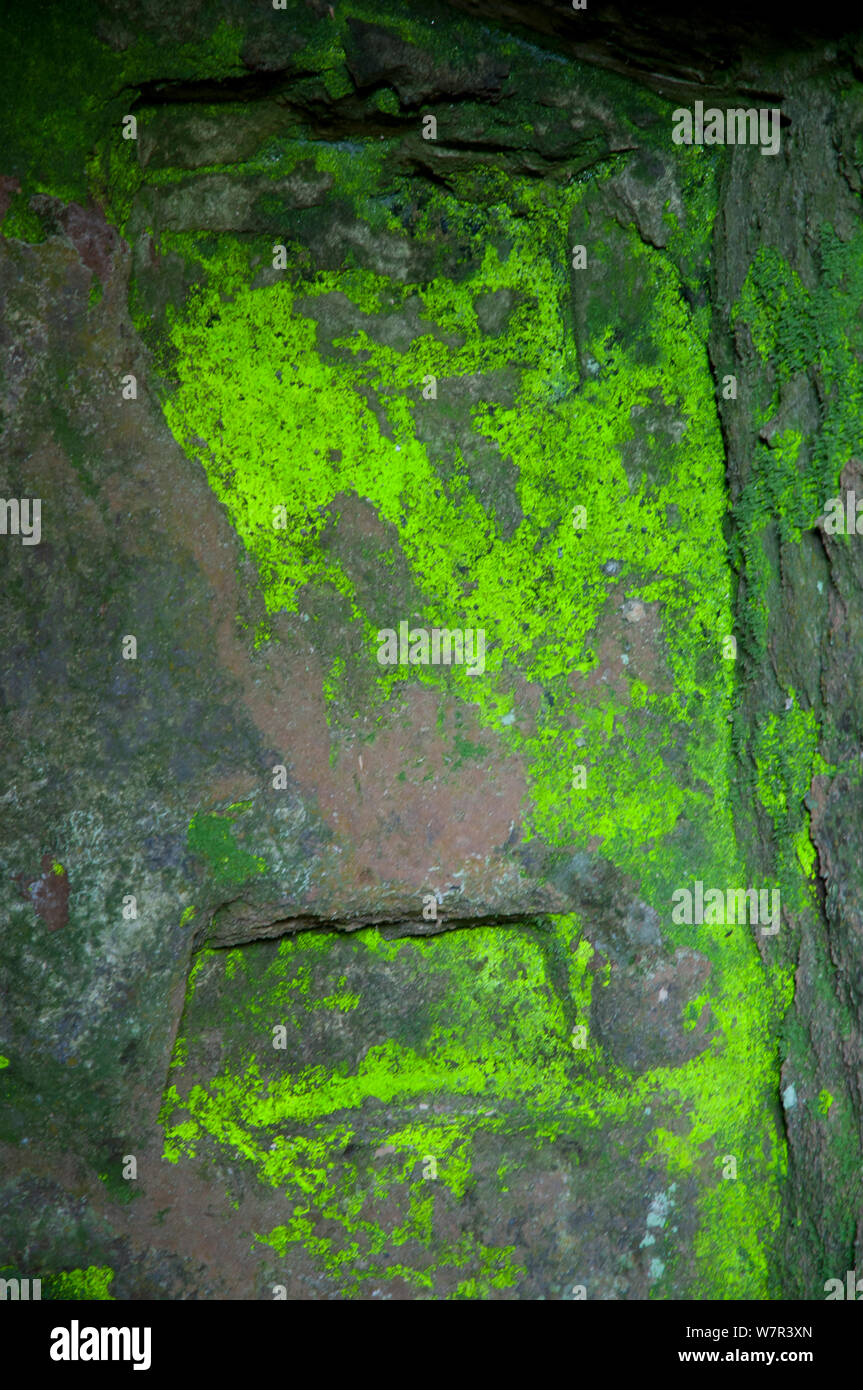 Goblin's Gold (Schistostega pennata) ein scheinbar leuchtende Höhle Moss. Es ist in der Tat stark reflektierenden in einem winzigen 'Linsen' innerhalb der Struktur. In der Nähe von Orvieto, Italien, April Stockfoto
