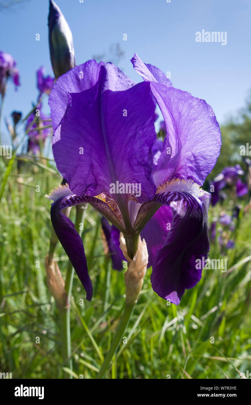 Deutsche Schwertlilie (Iris germanica) Blüte, Orvieto, Italien, April Stockfoto