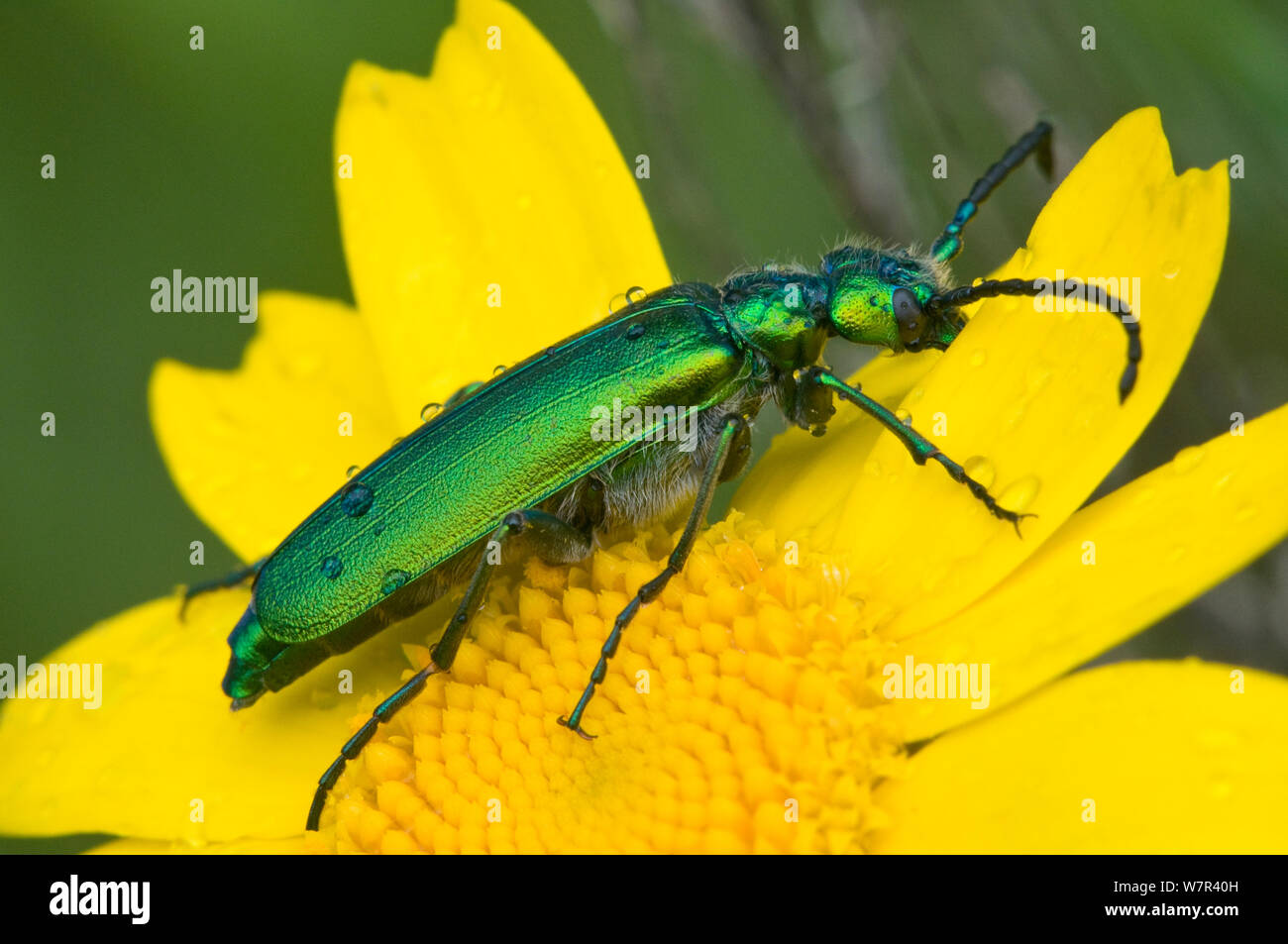 Die grüne Blume Käfer (Psilothrix viridicoerulea) eine Irridescent flower Beetle oft mit leicht bläulich auf den Thorax und Kopf, Orvieto, Umbrien, Italien, April Stockfoto