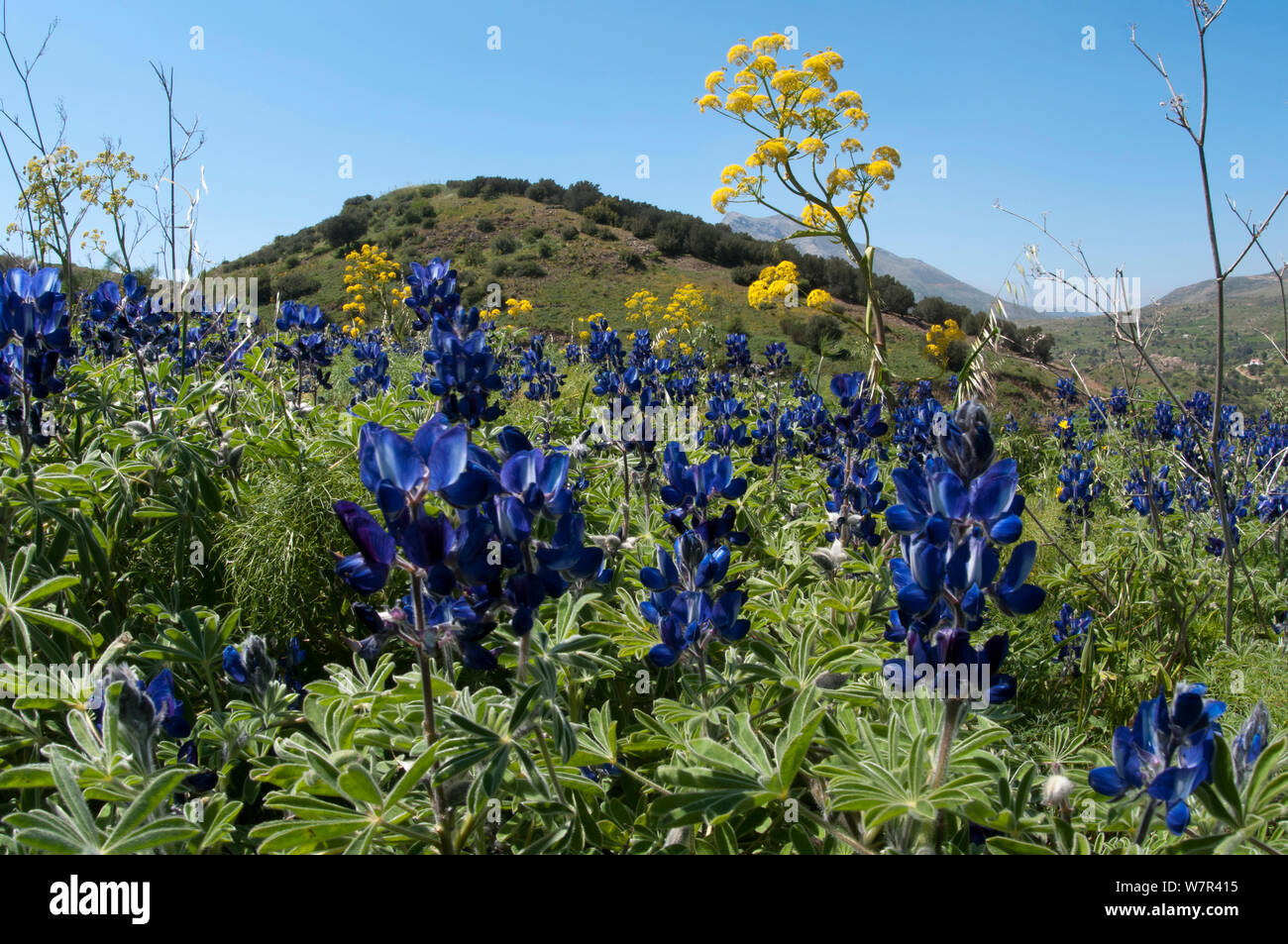 Riesige Fenchel (Ferula communis) und Engen leaved Lupine (Lupinus angustifolius) in Blüte an einem Hang in der Nähe von Spili, Kreta, April Stockfoto