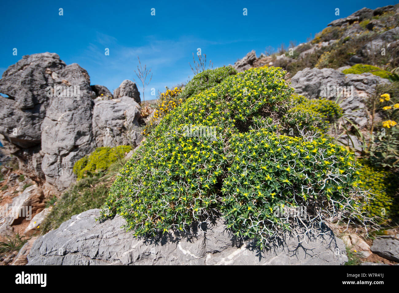 Griechische stacheligen Wolfsmilch (Euphorbia acanthothamnos) in Blüte, Plakias, Heraklion, Kreta, April Stockfoto