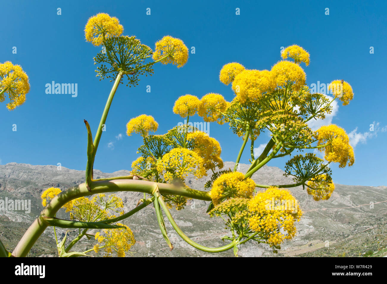 Riesige Fenchel (Ferula communis) in Blume, gious Kambos, Spili, Kreta, April Stockfoto