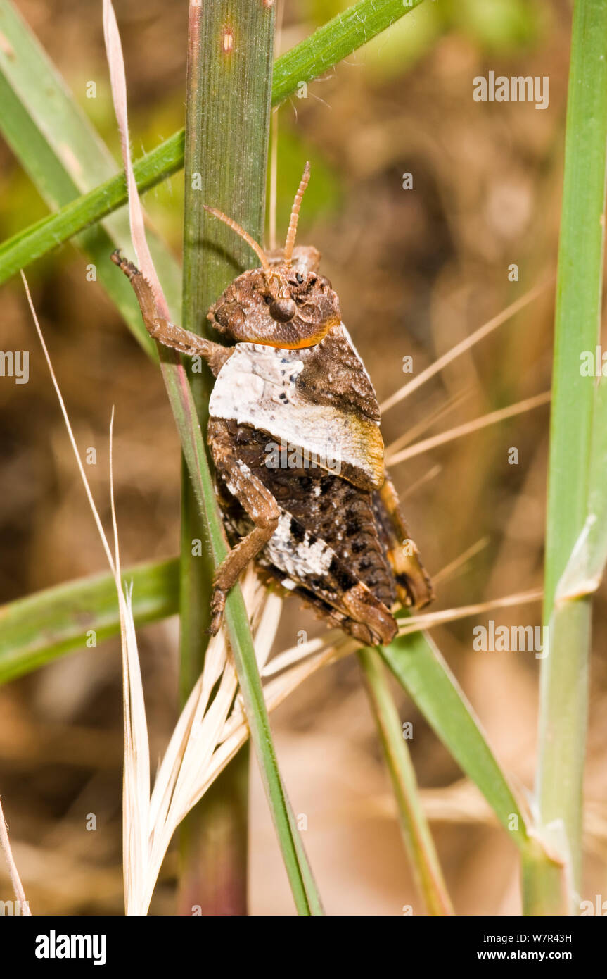 Blue-winged Grasshopper (Oedipoda caerulescens) Hinterflügel zeigen Blau im Flug, Gargano, Manfredonia, Pugila, Italien, Mai Stockfoto