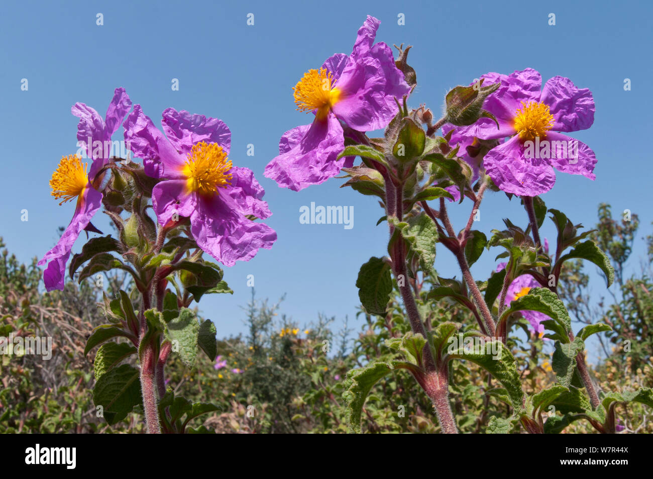 Kretische Zistrosen (Cistus Creticus) Blumen, Chania, Kreta, April Stockfoto