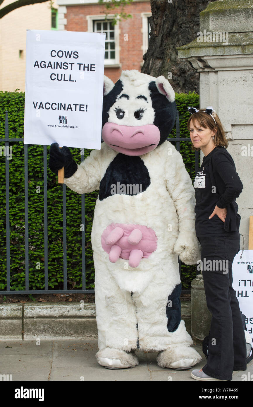 Person in Kuh Kostüm, mit Schild "Kühe gegen die Keulung - Impfen' im anti Badger cull März, London, 1. Juni 2013 Stockfoto
