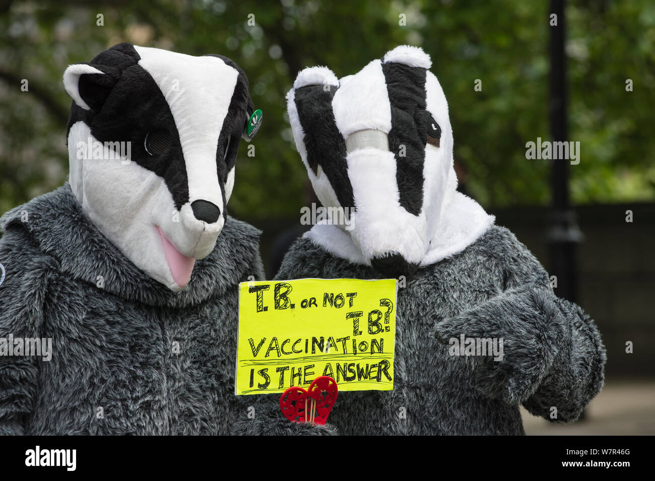 Zwei Leute in Badger Kostüme hält ein Schild mit der Aufschrift "TB oder Nicht TB-Impfung ist die Antwort" im anti Badger cull März, London, 1. Juni 2013 Stockfoto