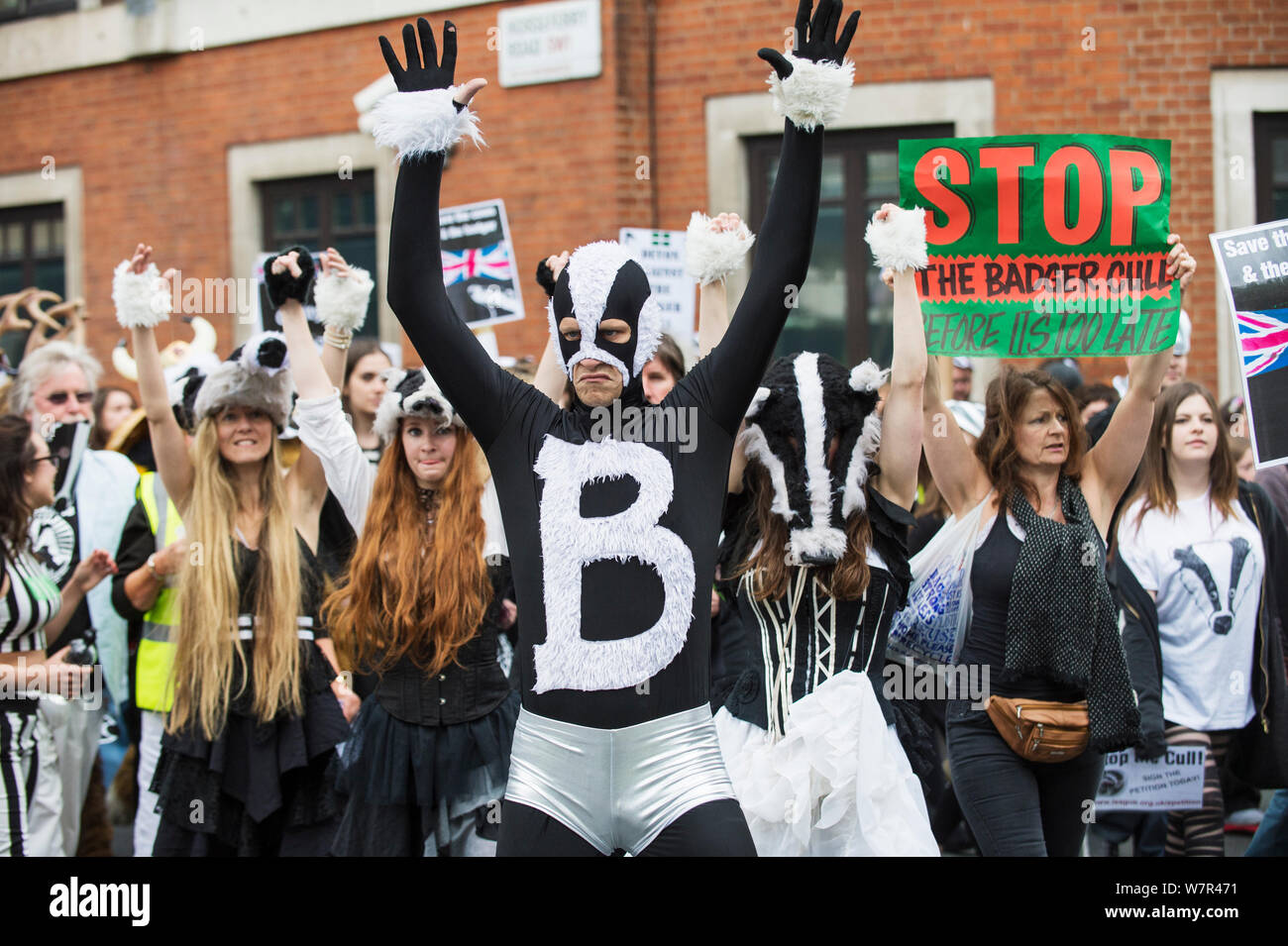 Mann in Badger Kostüm mit den Händen in der Luft, im Anti Badger cull März, London, 1. Juni 2013 Stockfoto