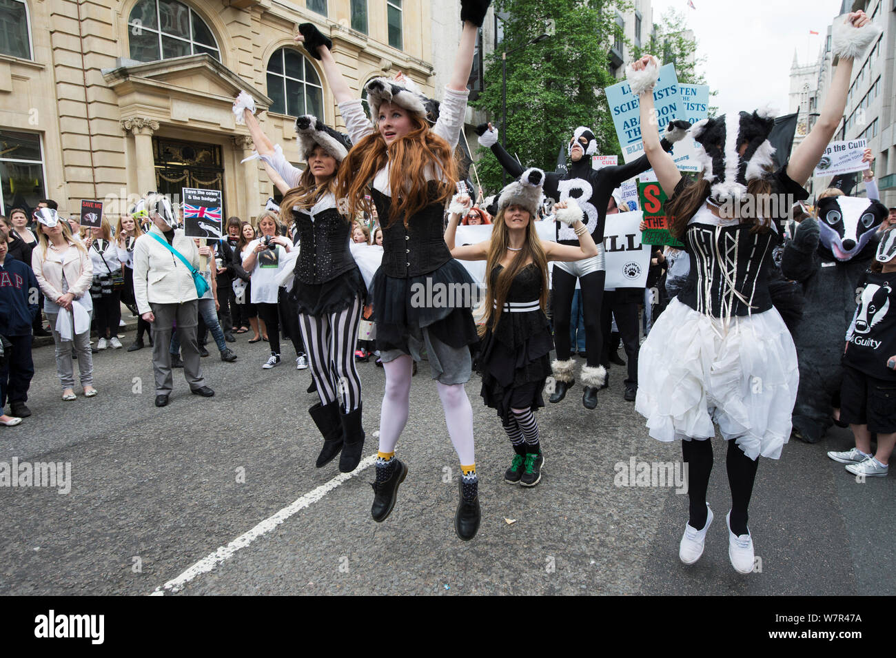 Tänzer aus der kunstvollen Badger Gruppe, Tanzen in Badger Kostüme, anti Badger cull März, London am 1. Juni 2013. Stockfoto