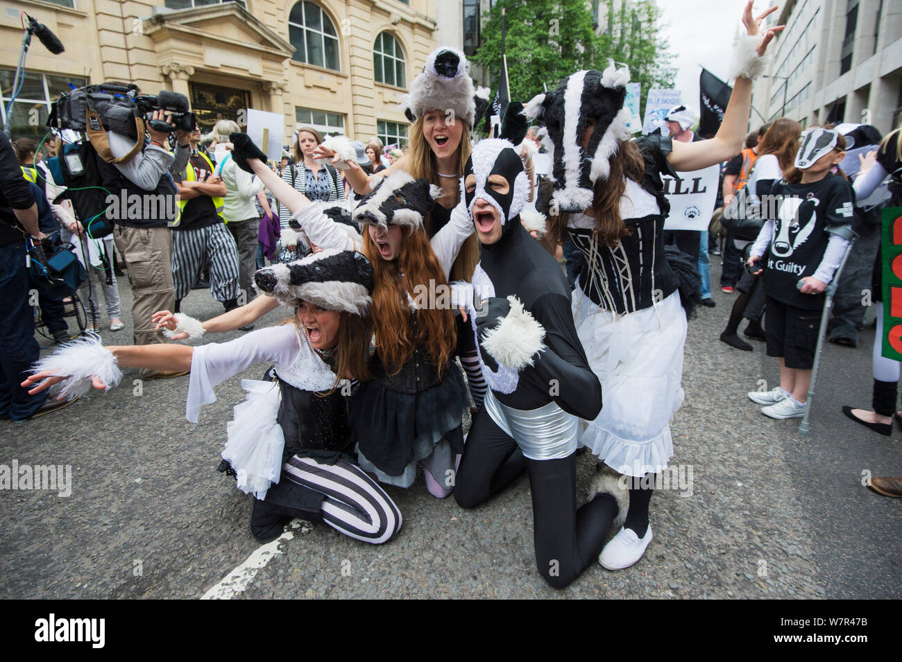Tänzer aus der kunstvollen Badger Gruppe, Tanzen in Badger Kostüme, anti Badger cull März, London am 1. Juni 2013. Stockfoto