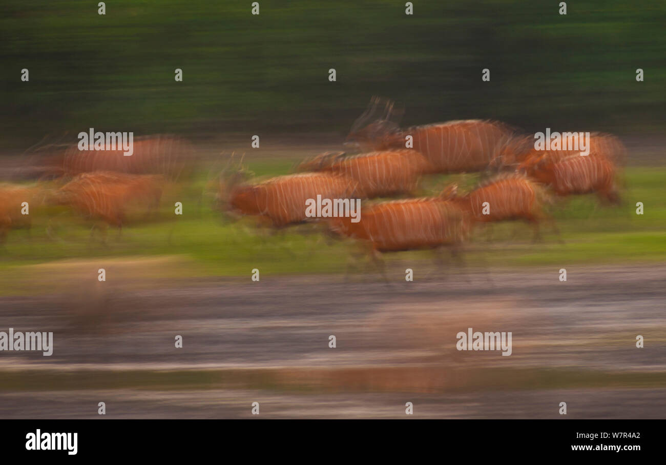 Bongo Antilope (Tragelaphus euryceros) Herde. Dzanga Bai, Dzanga-Ndoki-Nationalpark, Zentralafrikanische Republik Stockfoto