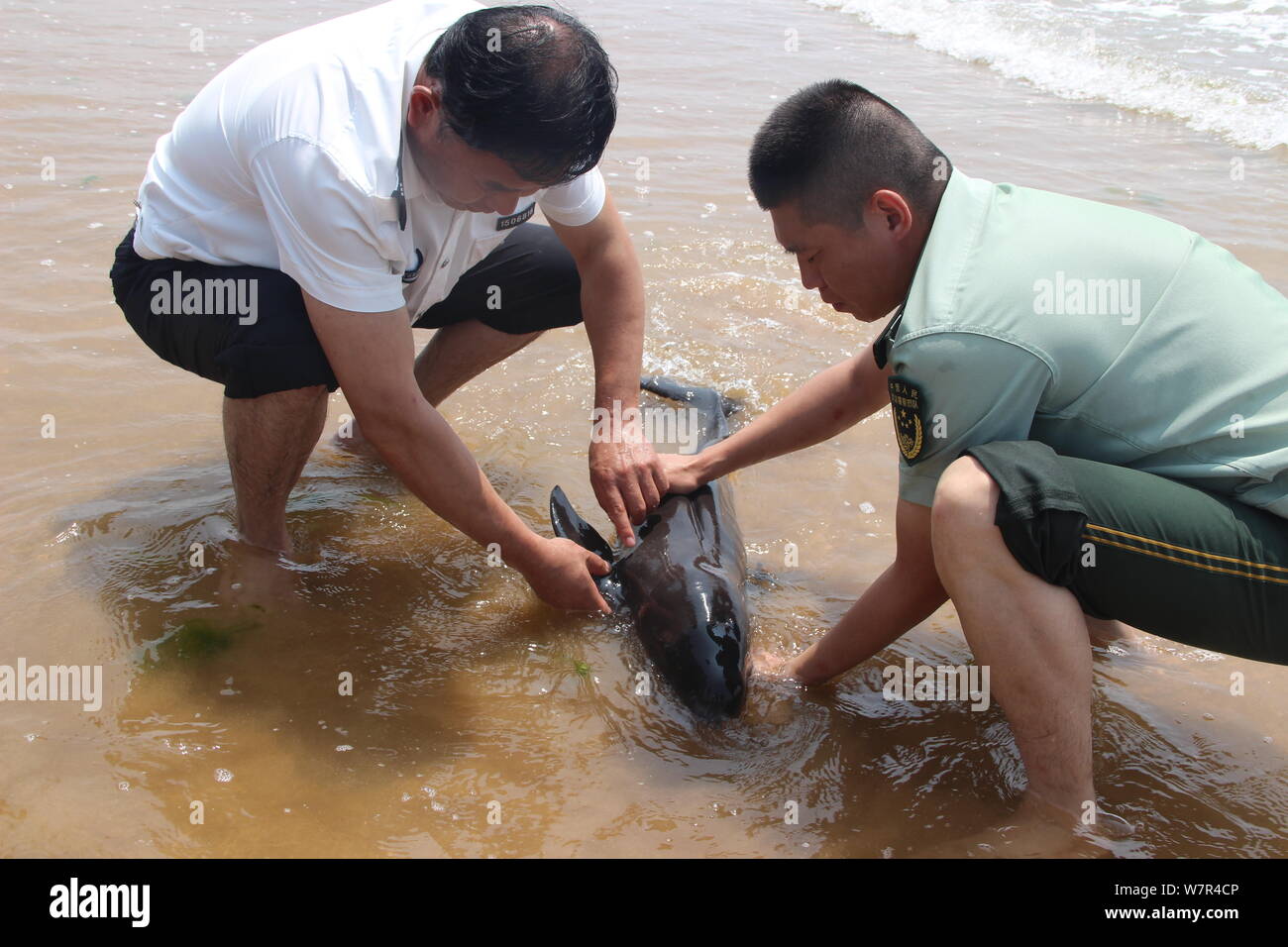 Chinesische Polizisten versuchen, die finless porpoise Cub am Strand angeschwemmt zu helfen, zurück in das Meer in Haiyang Stadt schwimmen,'s East China Shandong provinc Stockfoto