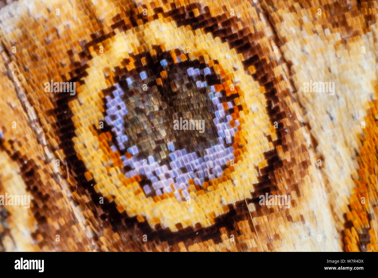 Schmetterling Skalen, Cynthia cardui, St Helena, Maßstab Muster auf der Unterseite Stockfoto