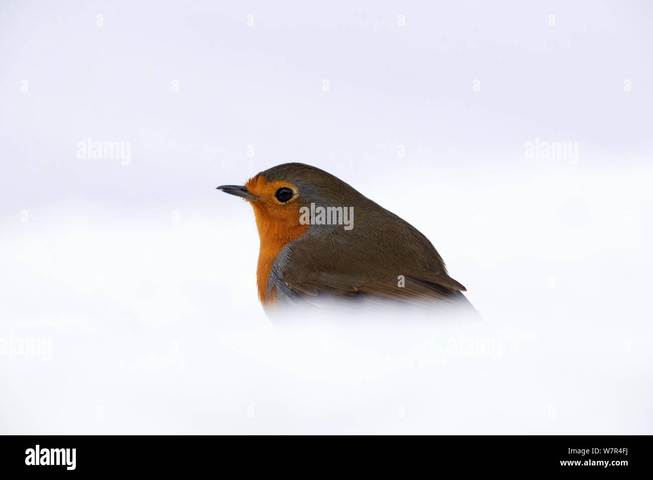 Robin (Erithacus Rubecula), sitzend im Schnee, Oisterwijk, Niederlande. Januar Stockfoto
