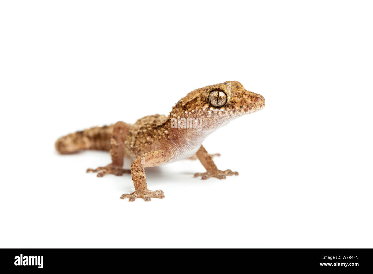 Vazimba Gecko (Paroedura vazimba). Madagaskar. Stockfoto