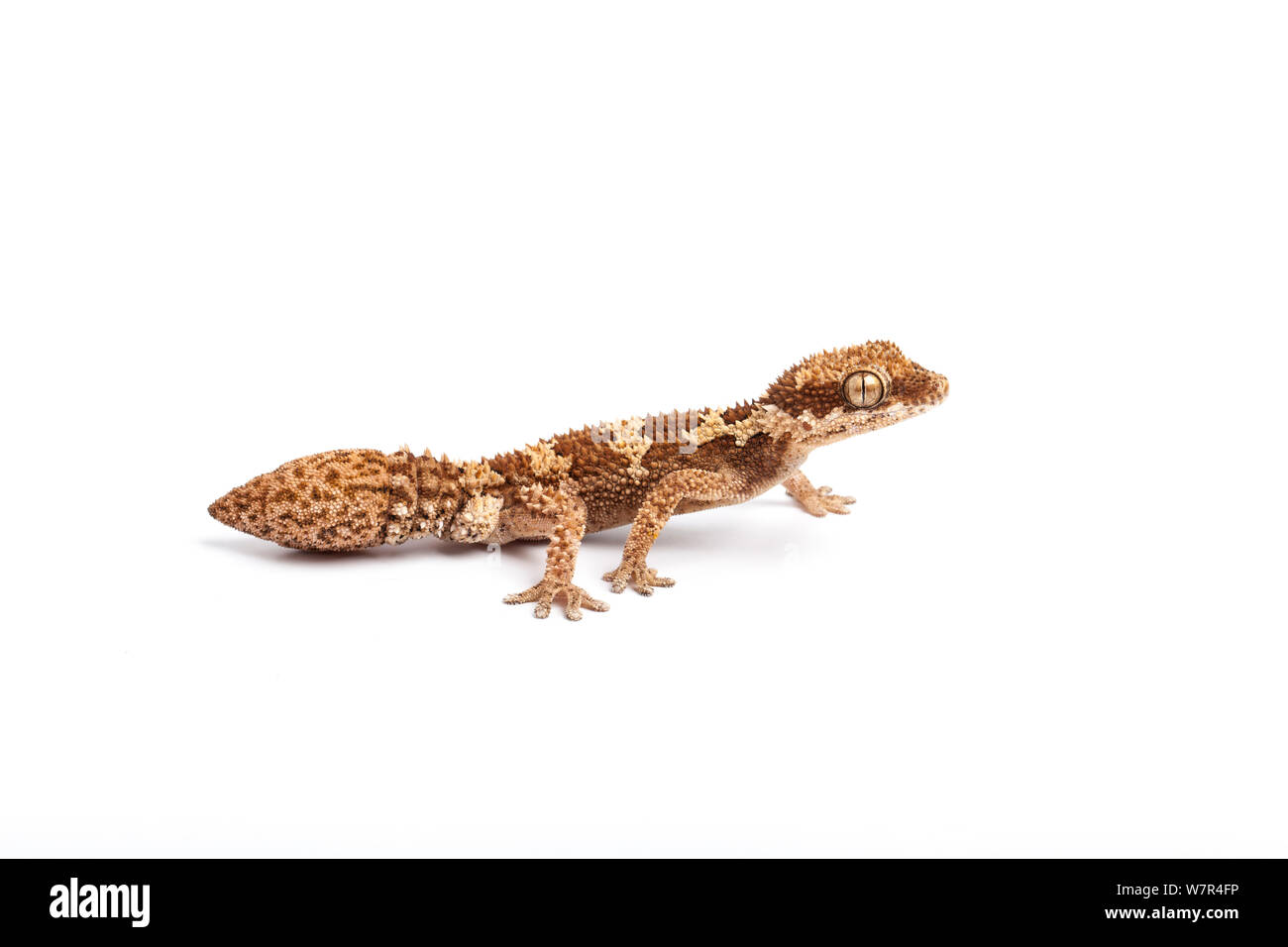 Rauh - Skaliert/Thick-Toed Gecko (Pachydactylus Rugosus) männlich mit regenerierten Schwanz. Springbock, Südafrika. Stockfoto