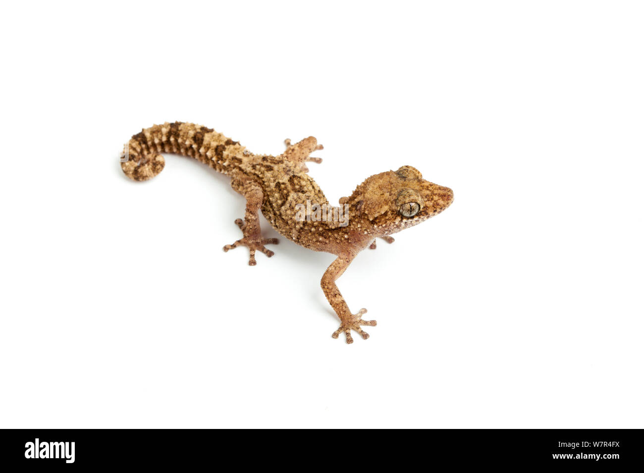 Vazimba Gecko (Paroedura vazimba). Madagaskar. Stockfoto