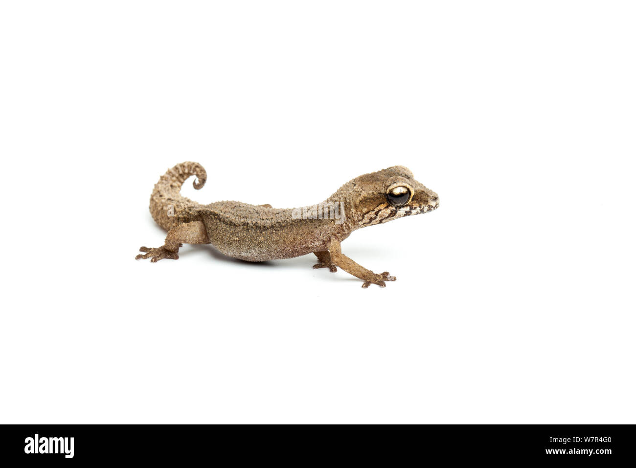 Grandidier der Gecko (Paroedura androyensis). Madagaskar. Stockfoto