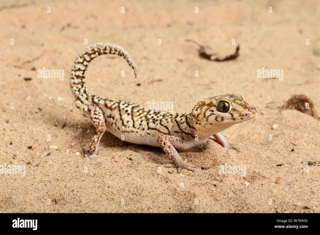 Big-vorangegangen Gecko (Paroedura picta). Madagaskar. Stockfoto